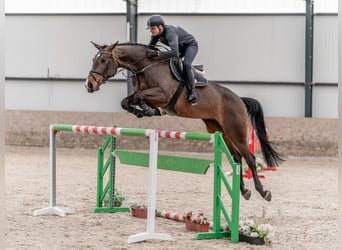 Oldenburger Springpferd, Stute, 7 Jahre, 175 cm, Rotbrauner