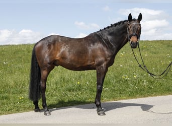 Oldenburg-International (OS), Valack, 10 år, 168 cm, Rökfärgad svart