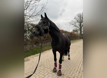 Oldenburg-International (OS), Valack, 11 år, 166 cm, Rökfärgad svart