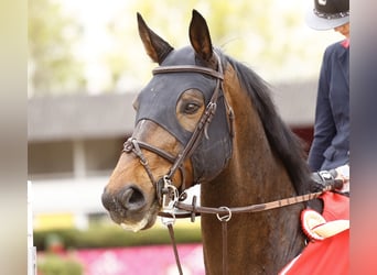 Oldenburg-International (OS), Valack, 15 år, 170 cm, Brun