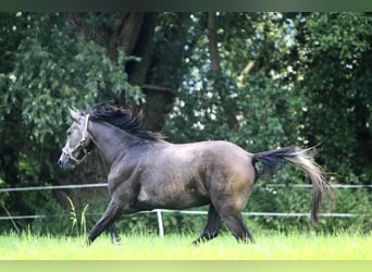 Oldenburg-International (OS), Valack, 2 år, 168 cm, Grå