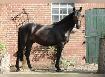 Oldenburg-International (OS), Valack, 3 år, 162 cm, Mörkbrun