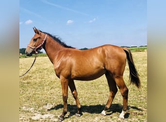 Oldenburg-International (OS), Valack, 3 år, 167 cm, Ljusbrun