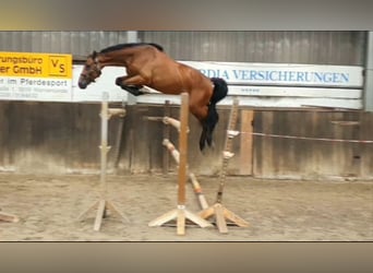 Oldenburg-International (OS), Valack, 3 år, 169 cm, Brun