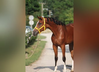 Oldenburg-International (OS), Valack, 3 år, 170 cm, Brun