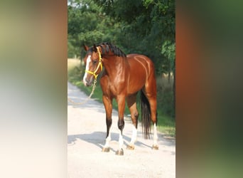 Oldenburg-International (OS), Valack, 3 år, 170 cm, Brun