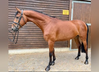 Oldenburg-International (OS), Valack, 4 år, 172 cm, Brun