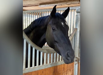 Oldenburg-International (OS), Valack, 5 år, 171 cm, Rökfärgad svart