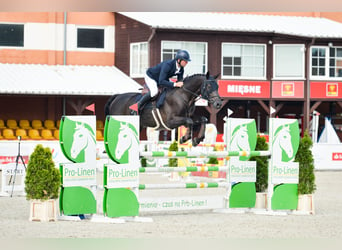 Oldenburg-International (OS), Valack, 5 år, 172 cm, Rökfärgad svart