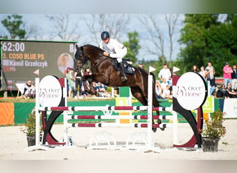 Oldenburg-International (OS), Valack, 5 år, 172 cm, Rökfärgad svart