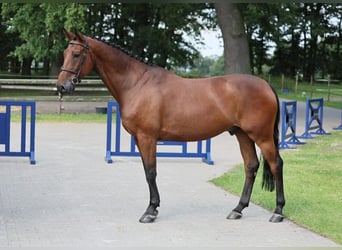 Oldenburg-International (OS), Valack, 6 år, 171 cm, Brun