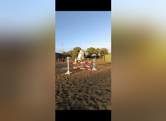 Oldenburg-International (OS), Gelding, 10 years, 16.1 hh, Grey