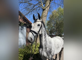 Oldenburg-International (OS), Gelding, 10 years, 16.2 hh, Grey-Dapple