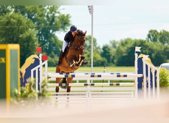 Oldenburg-International (OS), Gelding, 10 years, 16 hh, Brown