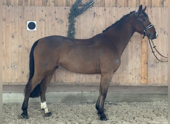 Oldenburg-International (OS), Gelding, 10 years, 16,1 hh, Brown
