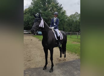 Oldenburg-International (OS), Gelding, 10 years, 16,3 hh, Smoky-Black