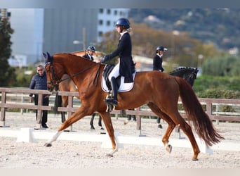 Oldenburg-International (OS), Gelding, 10 years, 17 hh, Chestnut-Red