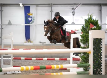 Oldenburg-International (OS), Gelding, 11 years, 15.2 hh, Chestnut