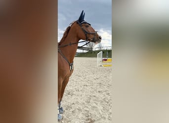 Oldenburg-International (OS), Gelding, 11 years, 16.3 hh, Chestnut