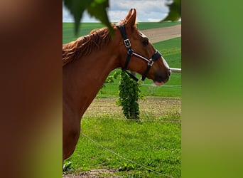 Oldenburg-International (OS), Gelding, 11 years, 16.3 hh, Chestnut