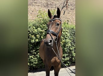 Oldenburg-International (OS), Gelding, 11 years, 16,2 hh, Bay-Dark