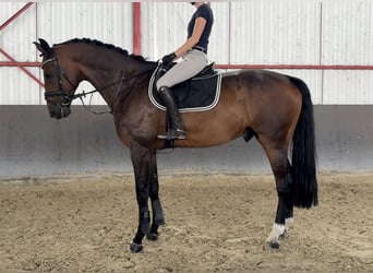 Oldenburg-International (OS), Gelding, 11 years, 16,2 hh, Bay-Dark