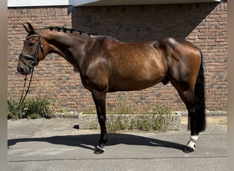 Oldenburg-International (OS), Gelding, 11 years, 16,2 hh, Bay-Dark