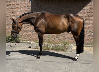 Oldenburg-International (OS), Gelding, 11 years, 16,2 hh, Bay-Dark