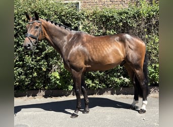 Oldenburg-International (OS), Gelding, 11 years, 16,2 hh, Bay-Dark