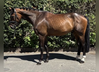 Oldenburg-International (OS), Gelding, 11 years, 16,2 hh, Bay-Dark