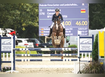 Oldenburg-International (OS), Gelding, 11 years, 17.1 hh, Chestnut-Red