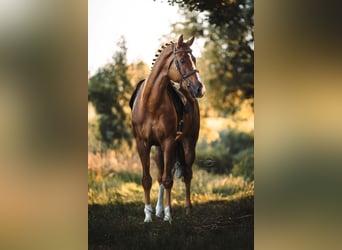 Oldenburg-International (OS), Gelding, 11 years, 17.1 hh, Chestnut-Red