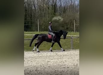 Oldenburg-International (OS), Gelding, 11 years, 17 hh, Black