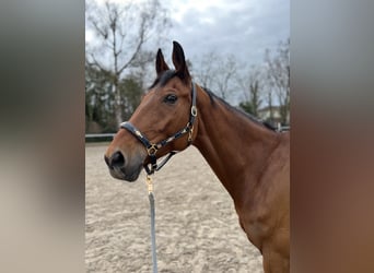 Oldenburg-International (OS), Gelding, 11 years, 17 hh, Brown