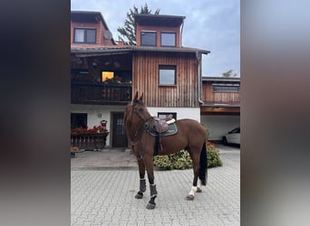 Oldenburg-International (OS), Gelding, 11 years, 17 hh, Brown Oldenburg-International (OS), Gelding, 11 years, 17 hh, Brown