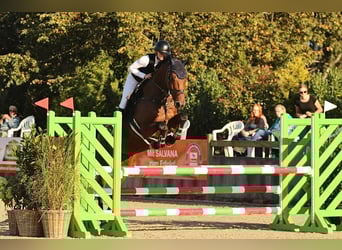 Oldenburg-International (OS), Gelding, 11 years, 17 hh, Brown