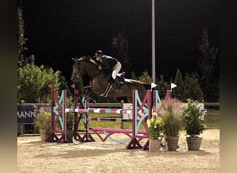 Oldenburg-International (OS), Gelding, 11 years, 17 hh, Brown