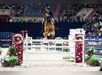 Oldenburg-International (OS), Gelding, 11 years, 17,3 hh, Chestnut-Red
