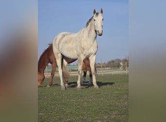 Oldenburg-International (OS), Gelding, 11 years, Grey