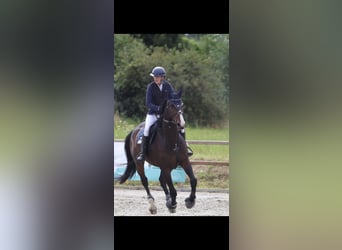 Oldenburg-International (OS), Gelding, 12 years, 17.1 hh, Bay-Dark