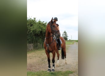 Oldenburg-International (OS), Gelding, 12 years, 17.1 hh, Brown