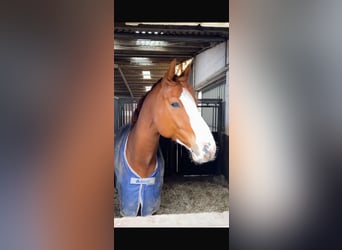 Oldenburg-International (OS), Gelding, 12 years, 17.2 hh, Chestnut-Red