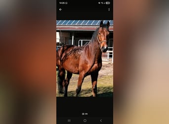 Oldenburg-International (OS), Gelding, 13 years, 16.2 hh, Brown