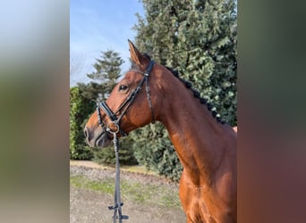 Oldenburg-International (OS), Gelding, 13 years, 16,1 hh, Chestnut