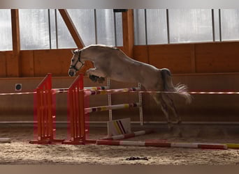 Oldenburg-International (OS), Gelding, 13 years, 16,1 hh, Grey