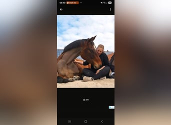 Oldenburg-International (OS), Gelding, 13 years, 16,3 hh, Brown