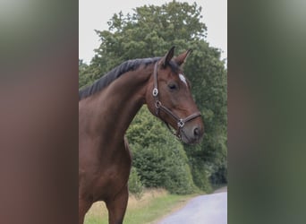 Oldenburg-International (OS), Gelding, 13 years, 17.1 hh