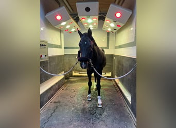 Oldenburg-International (OS), Gelding, 13 years, 17.2 hh, Bay-Dark