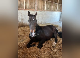 Oldenburg-International (OS), Gelding, 13 years, 17.2 hh, Bay-Dark