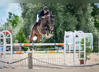 Oldenburg-International (OS), Gelding, 13 years, 17.2 hh, Bay-Dark